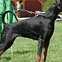 Alfare Sheridano Le Fano - MSDK club show - Ex.2, res.CAC