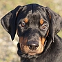 Alfare Sheridano Le Fano - puppy