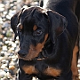 Alfare Sheridano Le Fano - puppy