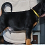 Bono - 6 weeks