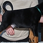 Boris - 6 weeks