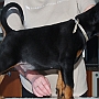 Boy - 6 weeks