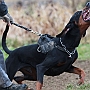 photo by dogschoolk9.com